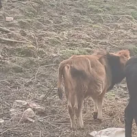 این سه راس گوساله بفروش می رسد