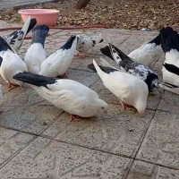 چند جفت دم سیاه خوب به فروش میرود|پرنده|زنجان, |دیوار