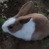 خرگوش ناز واکسن زده همراه با قفس
