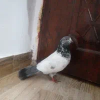 کبوتر