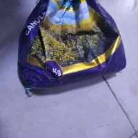 بذر هایولا ۵۰