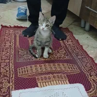 بچه گربه واگذاری رایگان
