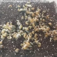 حلزون آلبینو بالغ و بچه|خزنده|کرج, عظیمیه|دیوار