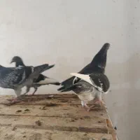 جوجه اردن خالص خالص|پرنده|خرم‌آباد, |دیوار