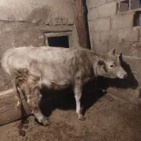 گوساله یکی نر هلشتاین یک ماده نژاد براون سوئیسی|حیوانات مزرعه|ارشق, |دیوار