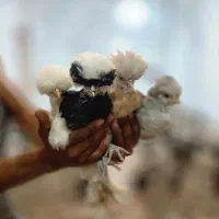 جوجه مرغ و خروس لهستانی 60 روزه پولند