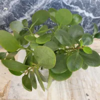 گل طبیعی|گل و گیاه طبیعی|بروجرد, |دیوار