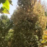 اره برقی وموتوری هرس پاییزه بریدن درخت چوب|خدمات باغبانی و درختکاری|شیراز, آزادگان|دیوار