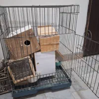 ۵عدد فقس مخصوص،طوطی سانان