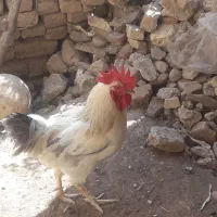 خروس جوان