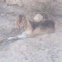 کهره ماده
