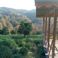 1000-متر-باغ-چای