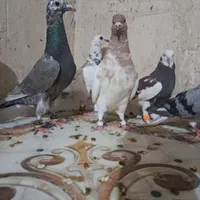 کفتر رنگی آلمانی