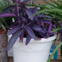 گل طبیعی اشک تمساح و گل گندمی|گل و گیاه طبیعی|قم, شاه ابراهیم|دیوار