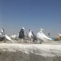کبوتر یا کفتر پرشی نر|پرنده|بوئین زهرا, |دیوار