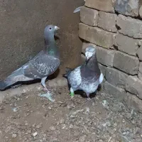 کبوتر هفرنگ|پرنده|الوند, |دیوار