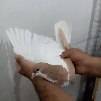 ماده چپ زرد شقه افغان