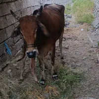 گاو با گوساله نر