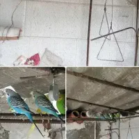 فروش مرغ عشق