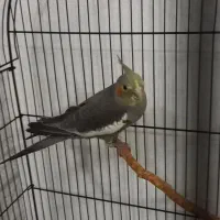 جوجه عروس هلندی نر|پرنده|قدس, شهر‌قدس|دیوار