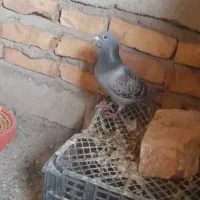 سلام ۹تاکبوترفروشی