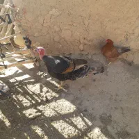 بقلمون نروماده محلی