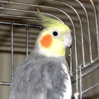 عروس هلندی سینامون نر