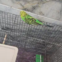 مرغ عشق|پرنده|یزد, |دیوار