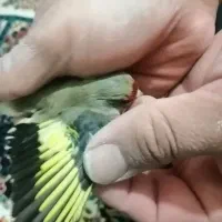 سهره جوجه نر|پرنده|بومهن, |دیوار