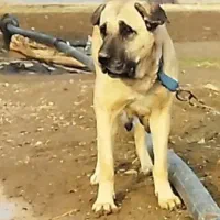 ماده عراقی3/5ساله