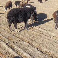 بر قوچ برا گله|حیوانات مزرعه|ملایر, |دیوار