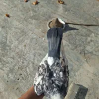 کبوتر شازده سرور نقش