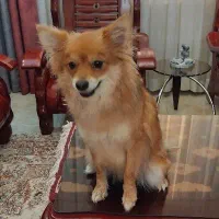 پامر یکساله ماده