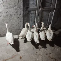 ۸عدد غاز محلی جوان|حیوانات مزرعه|سیمین شهر, |دیوار