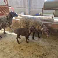 فروش میش بره دار