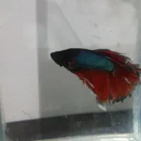 ماهی فایتر نر|ماهی|مشهد, امیریه|دیوار