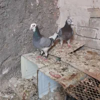 کبوتر|پرنده|سده (خراسان جنوبی), |دیوار