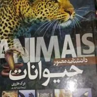 کلکسیونی
