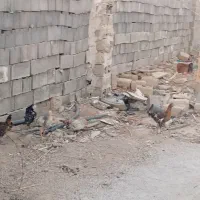 باریک وخروس محلی|حیوانات مزرعه|دهدشت, |دیوار