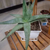 گاکتوس شاخ گوزنی