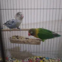 طوطی برزیلی .|پرنده|لاهیجان, بوجایه|دیوار