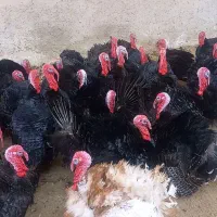 قلی محلی خرت 2ساله