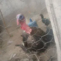 بوقلمون چاق