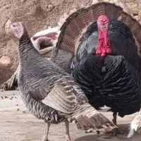 ۳عدد بوقلمون محلی