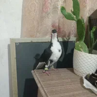 کبوتر|پرنده|شیروان (خراسان), |دیوار