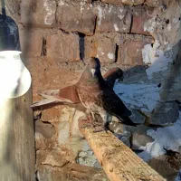 یک جفت جوجه کفتر مخلفه بوم ندیده پرشی