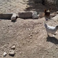 مرغ
