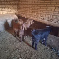 سه عدد بزغاله.. دو عدد نریک عدد ماده|حیوانات مزرعه|سبزوار, قصبه غربی|دیوار