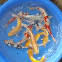 انواع ماهی قرمز،کوی وتزئینی