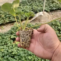 نشا توت فرنگی البیون